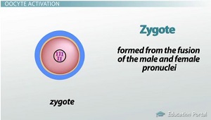 Cigoto