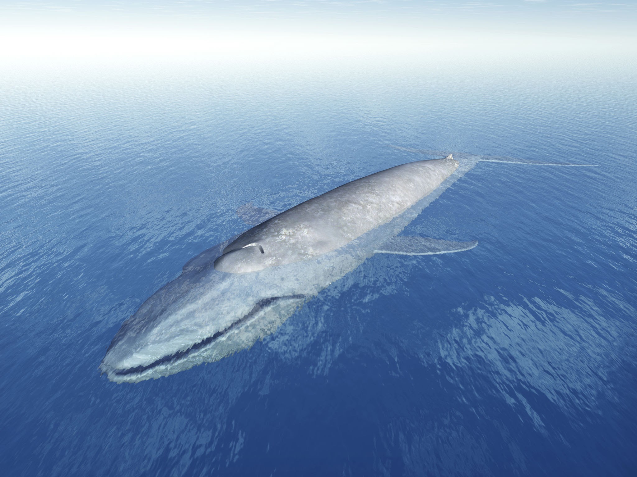 La ballena azul: el mayor gigante del necton moderno.