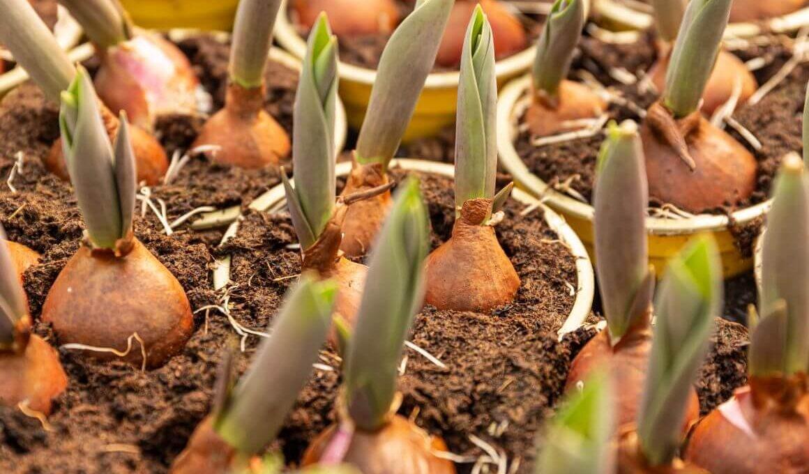 Los órganos subterráneos de almacenamiento permiten a las herbáceas perennes resguardar nutrientes e iniciar un rebrote acelerado al volver la primavera.