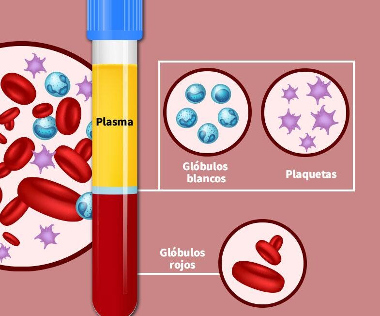 Composición de la sangre en el cuerpo humano