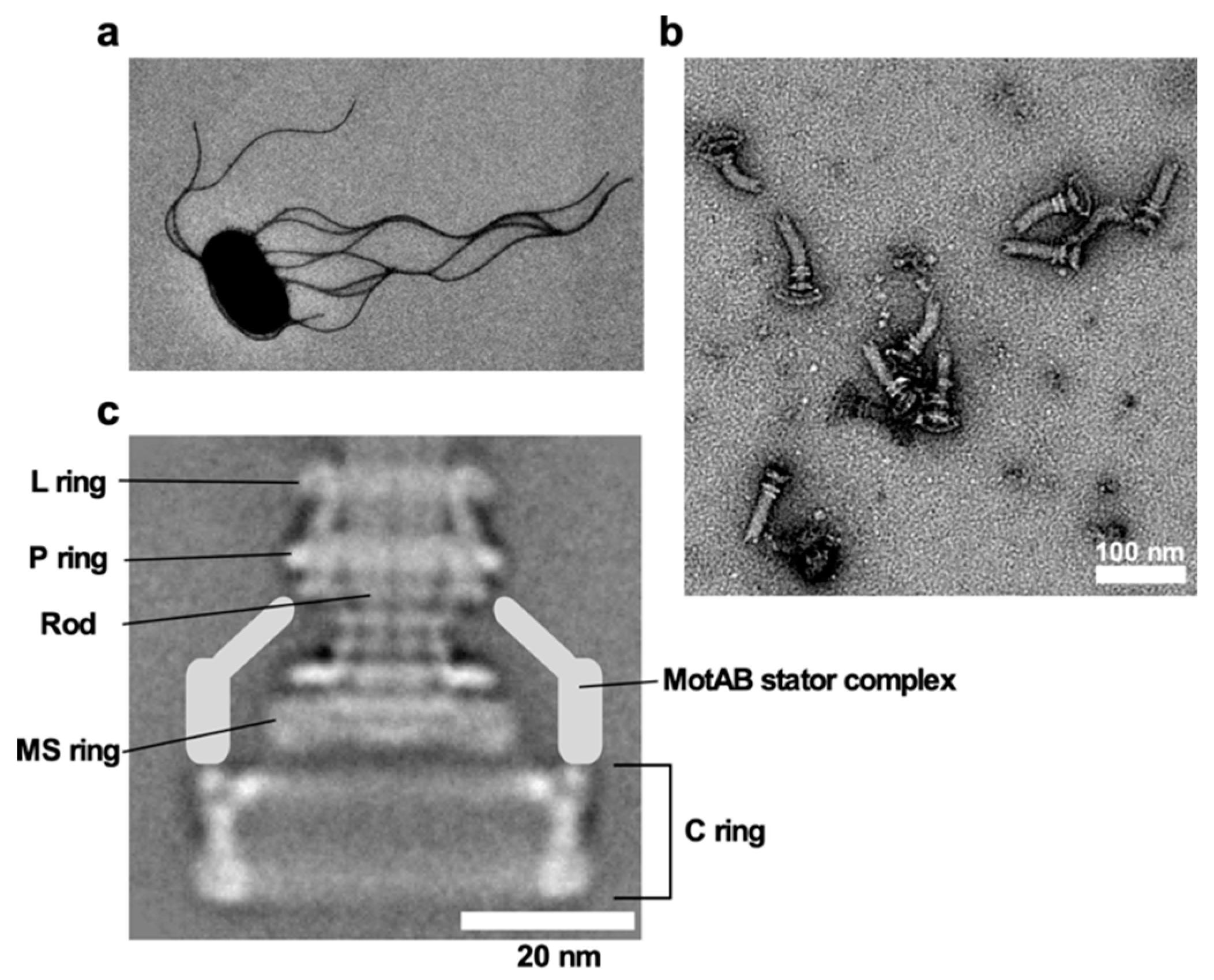 El flagelo bacteriano funciona como una hélice molecular impulsada por un motor rotatorio nanométrico que aprovecha el flujo de protones.
