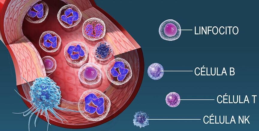 Tipos de linfocitos del cuerpo humano