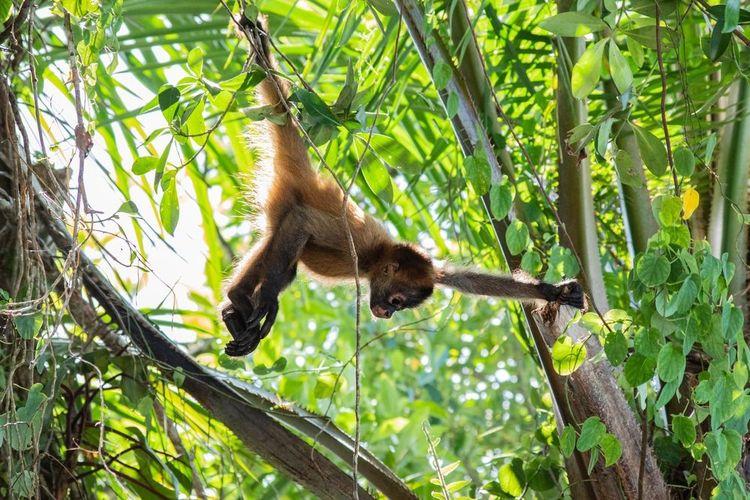 La cola prensil del mono araña actúa como una línea de seguridad mecánica, permitiéndole recolectar alimentos en el dosel sin perder el anclaje.