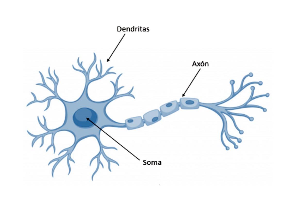 Estructura de una neurona, dendritas, axón y soma
