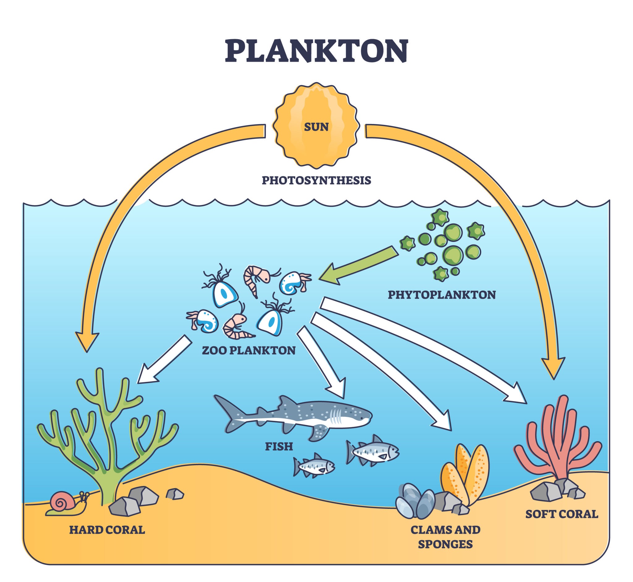 Flujo ecológico entre el plancton de superficie y el necton.