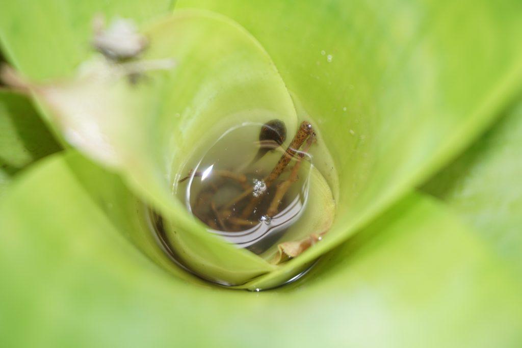 Los fitotelmatas de las bromelias funcionan como guarderías aisladas en el dosel, protegiendo a los renacuajos de las amenazas del suelo forestal.