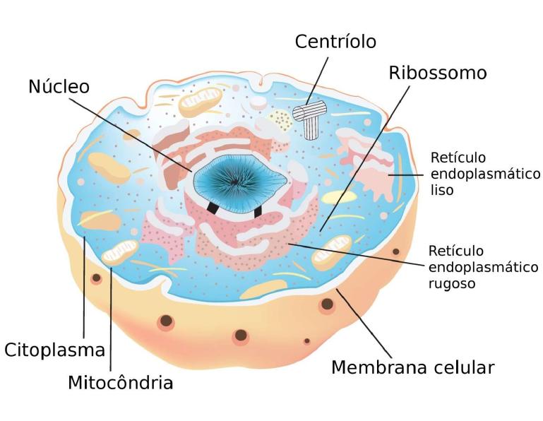 Figura 1: Diagrama de la estructura del retículo endoplásmico. Se observa la continuidad física entre la envoltura nuclear y las cisternas tachonadas de ribosomas del RER.
