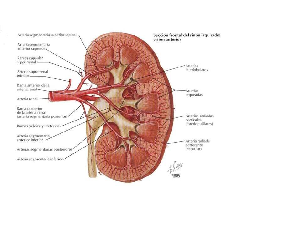 Circulación Renal y el suministro de sangre a los riñones.