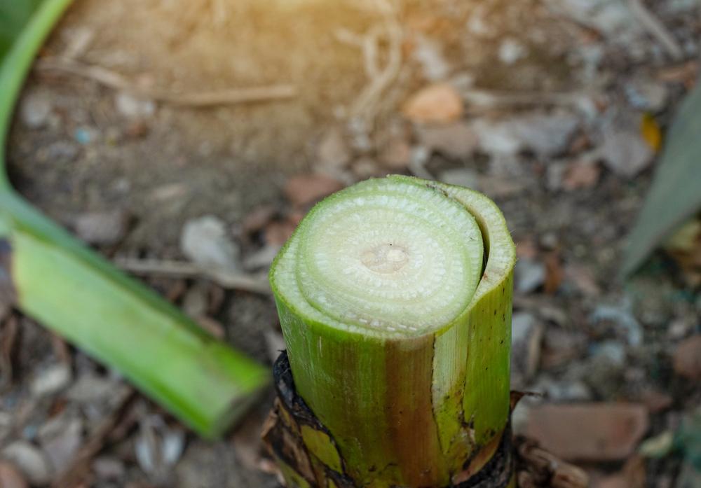 Sección transversal del pseudotallo de una platanera. La superposición de capas de hojas compactadas sustituye la función de la madera leñosa tradicional.