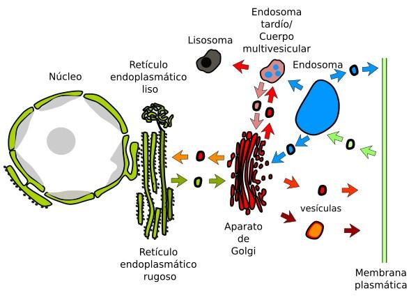Circuito de producción celular: los ribosomas en el RE rugoso sintetizan las proteínas, las cuales viajan en vesículas hacia el aparato de Golgi para su empaquetamiento final.