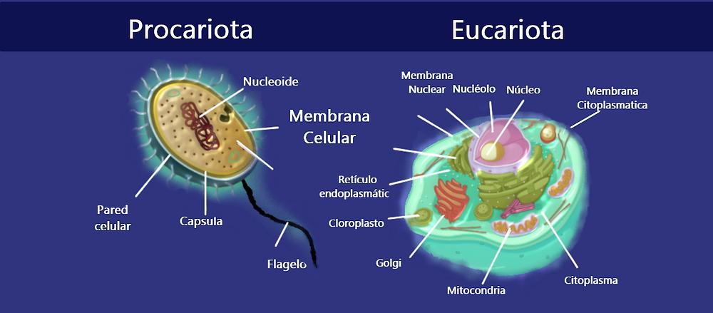 Comparación estructural entre una célula procariota (izquierda), simple y sin núcleo, y una célula eucariota (derecha), notablemente más compleja y compartimentada.