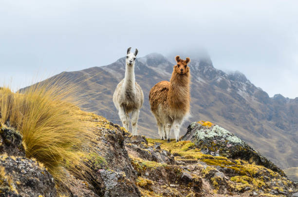 La llama (Lama glama)