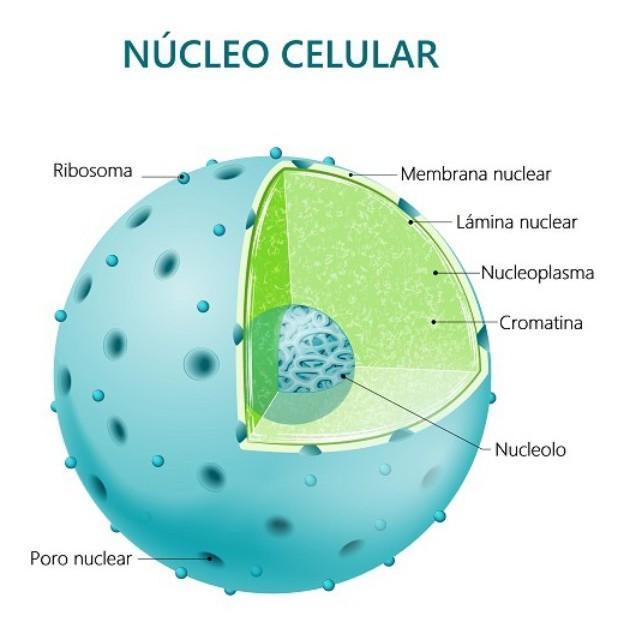Estructura del núcleo celular. Se aprecian los poros nucleares que regulan el intercambio de moléculas con el citoplasma y el nucleolo en su interior.