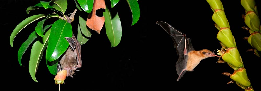 El murciélago de la fruta (Hypsignathus monstrosus) es catalogado por los virólogos como uno de los principales reservorios naturales del Ébola, albergando el virus de forma asintomática debido a una excepcional tregua evolutiva de su sistema inmunitario.