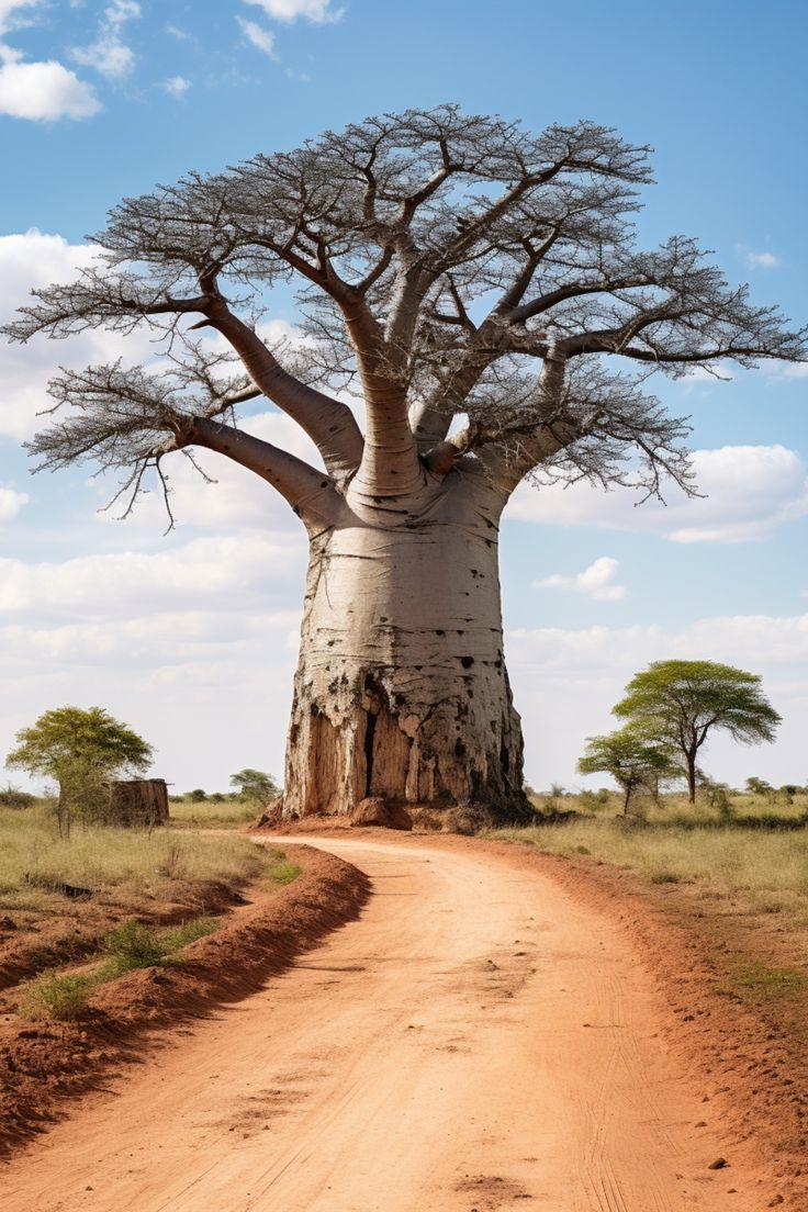 Árbol del baobab