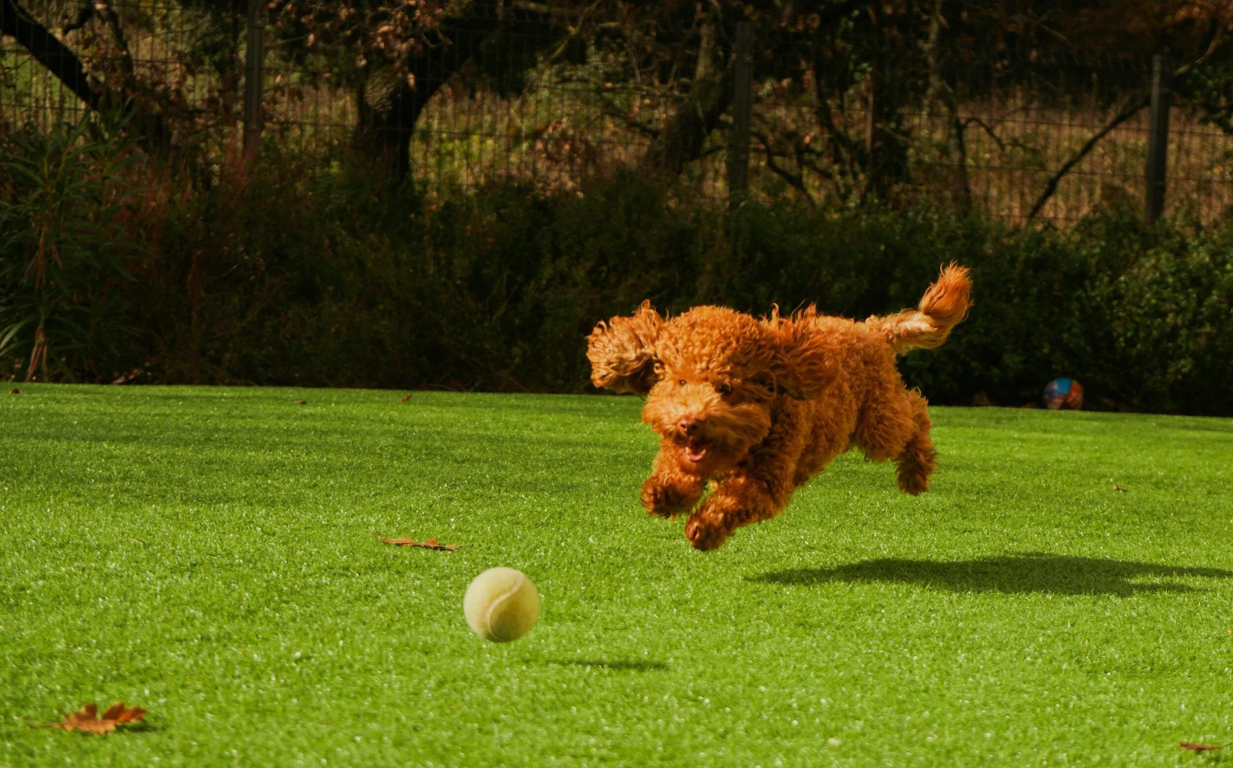 Debido a su pasado como perros de trabajo, los caniches poseen una gran agilidad y energía, por lo que requieren sesiones diarias de ejercicio y juegos interactivos.