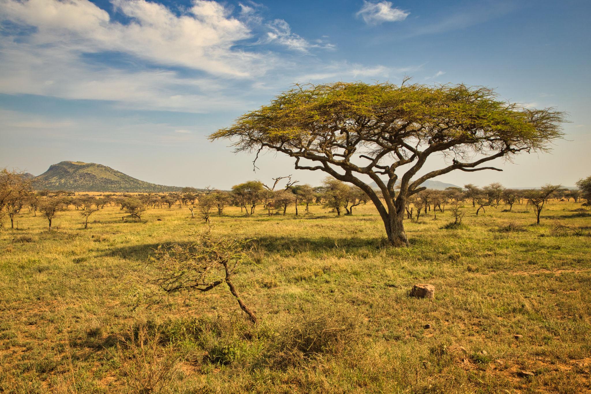 Árbol de acacia