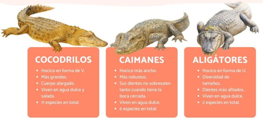 diferencia entre cocodrilos y caimanes