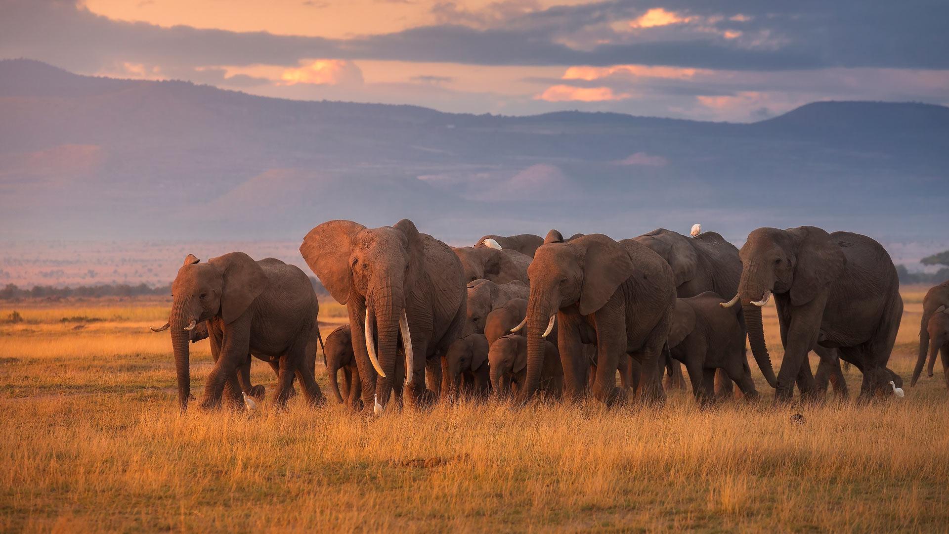 Elefantes Africanos en su habitat