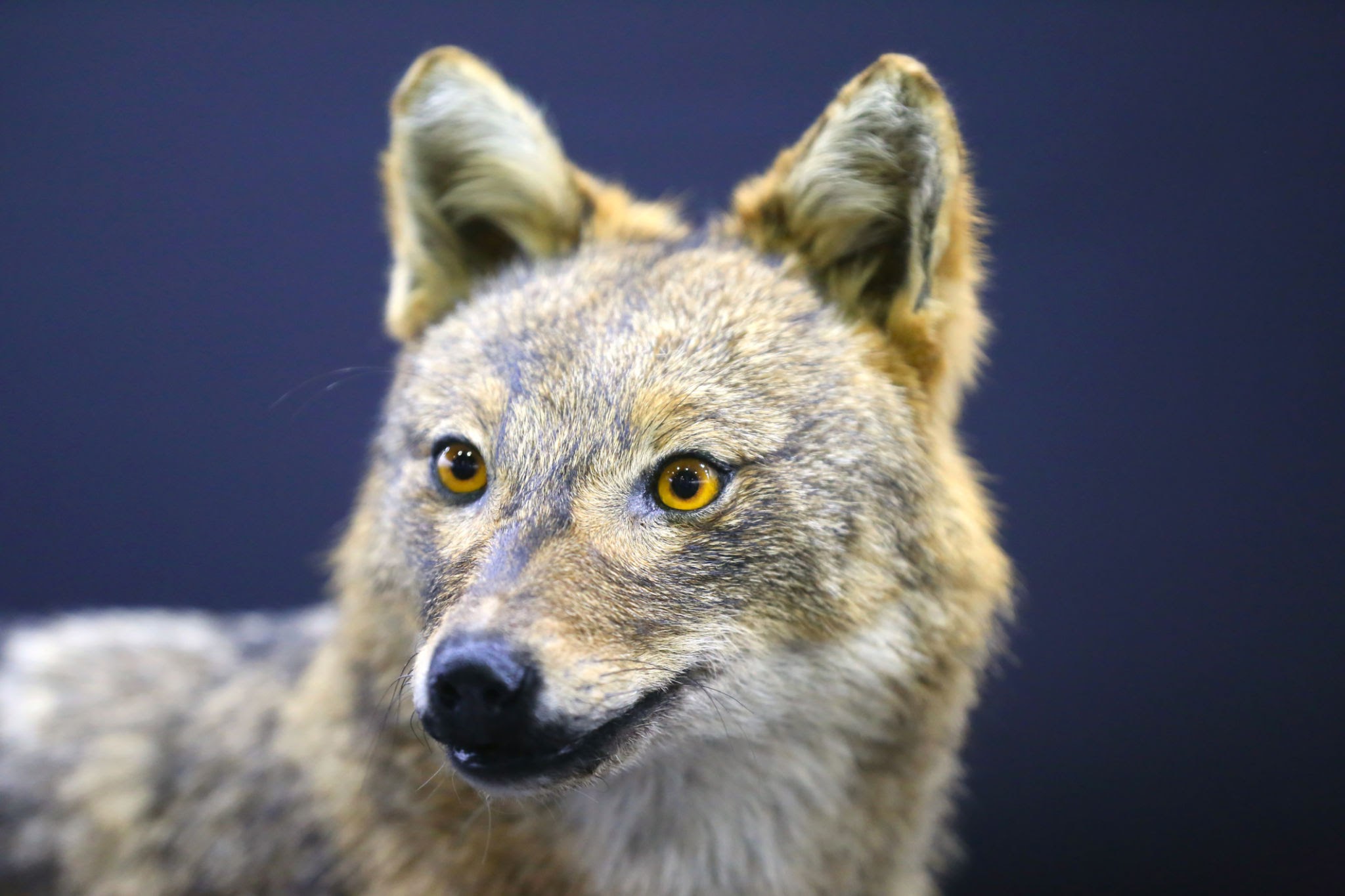La mirada penetrante y adaptada del Canis aureus. Chacal dorado.