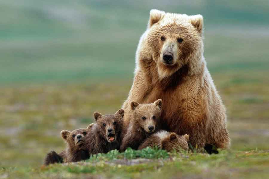 Oso pardo y sus crias