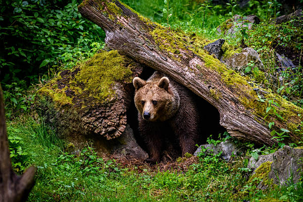 Oso Pardo en su madriguera.