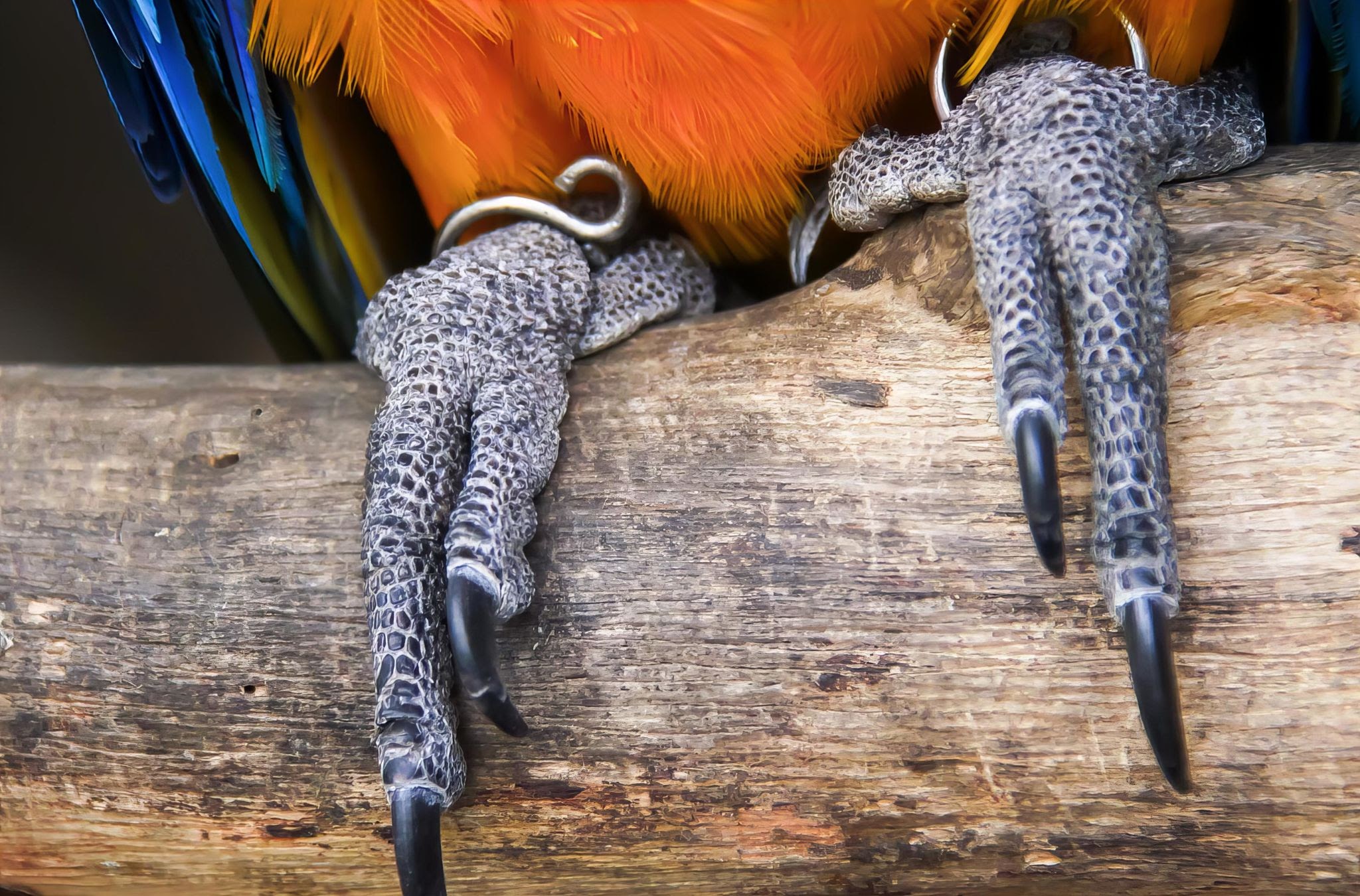 Patas de loros con Disposición digital en forma de X.