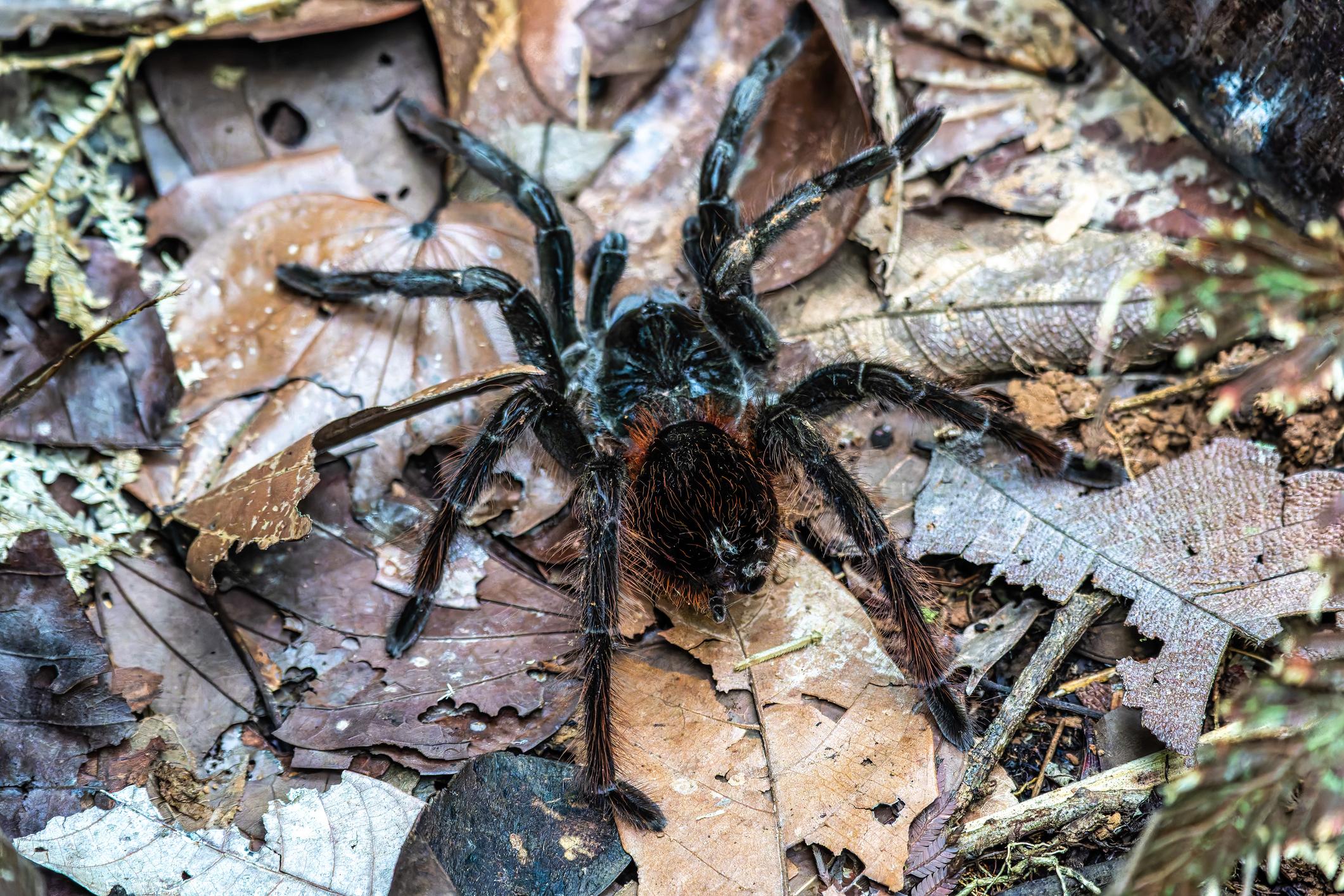 Lejos de los mitos sobre su peligrosidad, las tarántulas son depredadores esenciales que controlan las poblaciones de insectos y pequeños vertebrados del sotobosque.