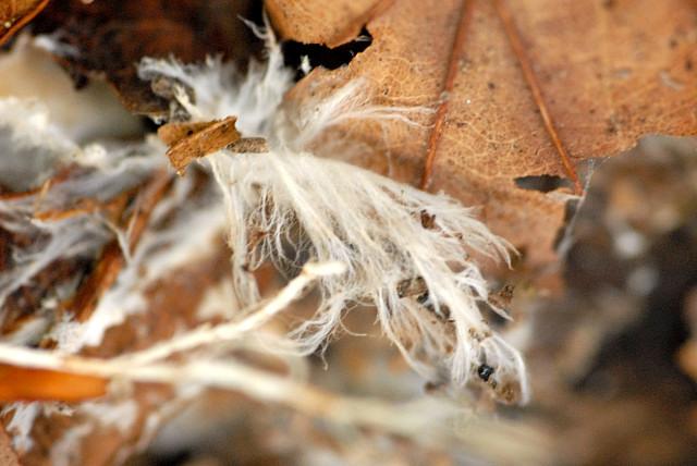 Los hongos del Ártico, compuestos por redes de filamentos microscópicos, operan bajo el frío intenso segregando enzimas que disuelven la materia muerta para enriquecer el delgado suelo de la tundra.