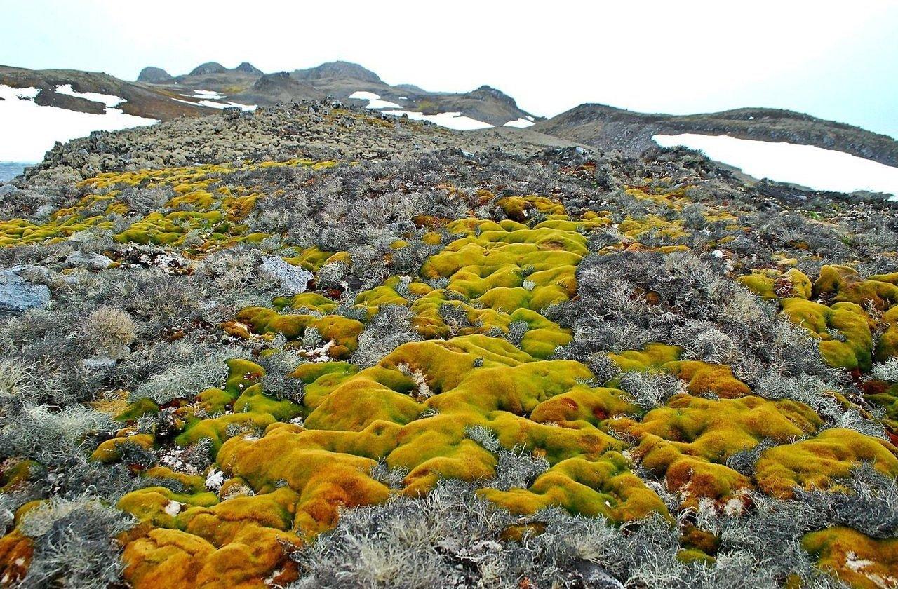 Los líquenes y musgos configuran la base de los productores del ecosistema ártico, tapizando el suelo rocoso donde los árboles no pueden prosperar debido a las severas restricciones del permafrost.