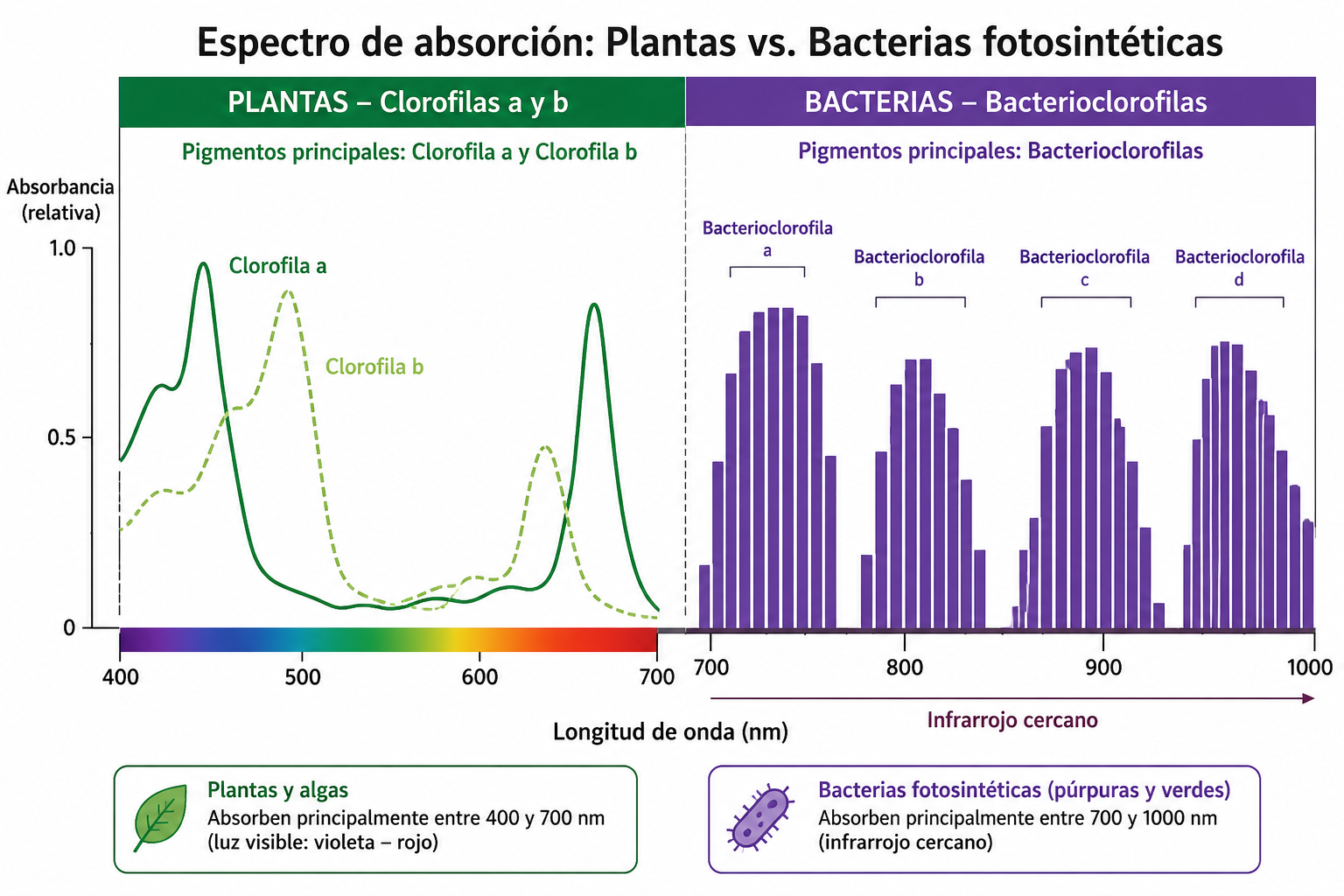 Comparativa de absorción: las bacterioclorofilas operan en la franja del infrarrojo cercano, explotando la luz que las plantas de la superficie descartan.