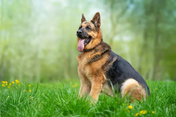 12 Síntomas de Hantavirus en Perros y sus riesgos