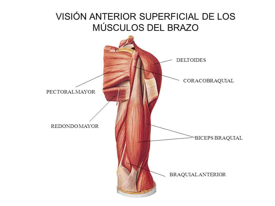 Compartimento anterior del brazo: Los flexores
