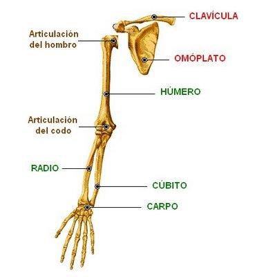anatomía de los huesos del brazo en español