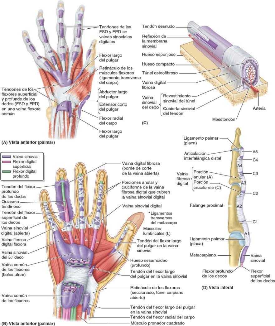 anatomía de la mano con los nombres en español de todos los tendones y flexores