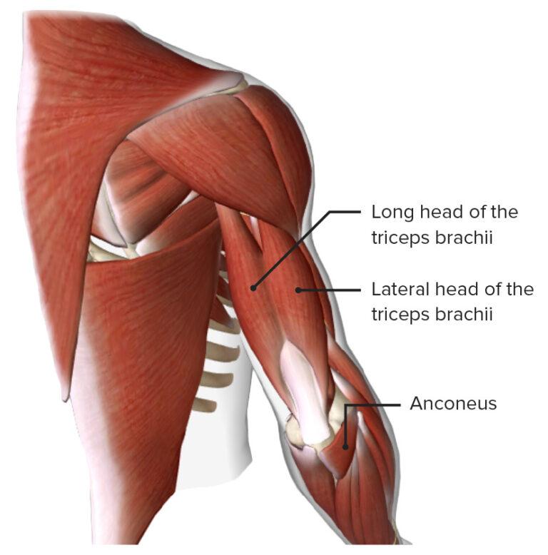 Compartimento posterior del brazo
