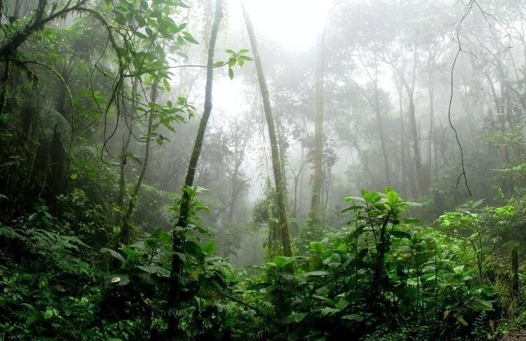 Selva tropical del amazonas
