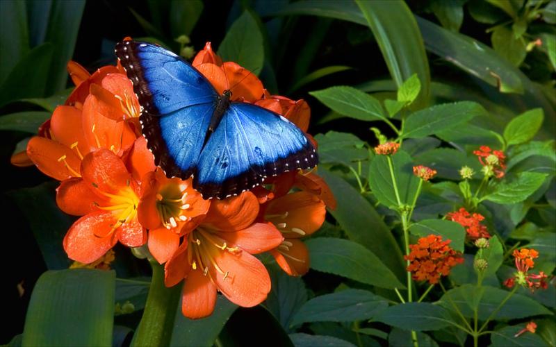 durante la metamorfosis de una mariposa, el cuerpo de la oruga no solo “crece” o “se reorganiza”, sino que en gran parte se descompone y se reconstruye desde cero.