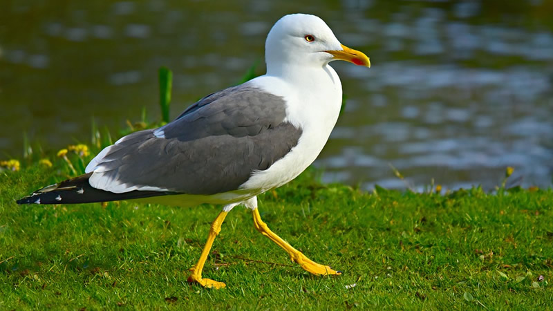 datos sobre las gaviotas