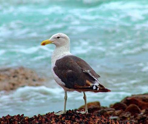 Gaviota en su habitat.