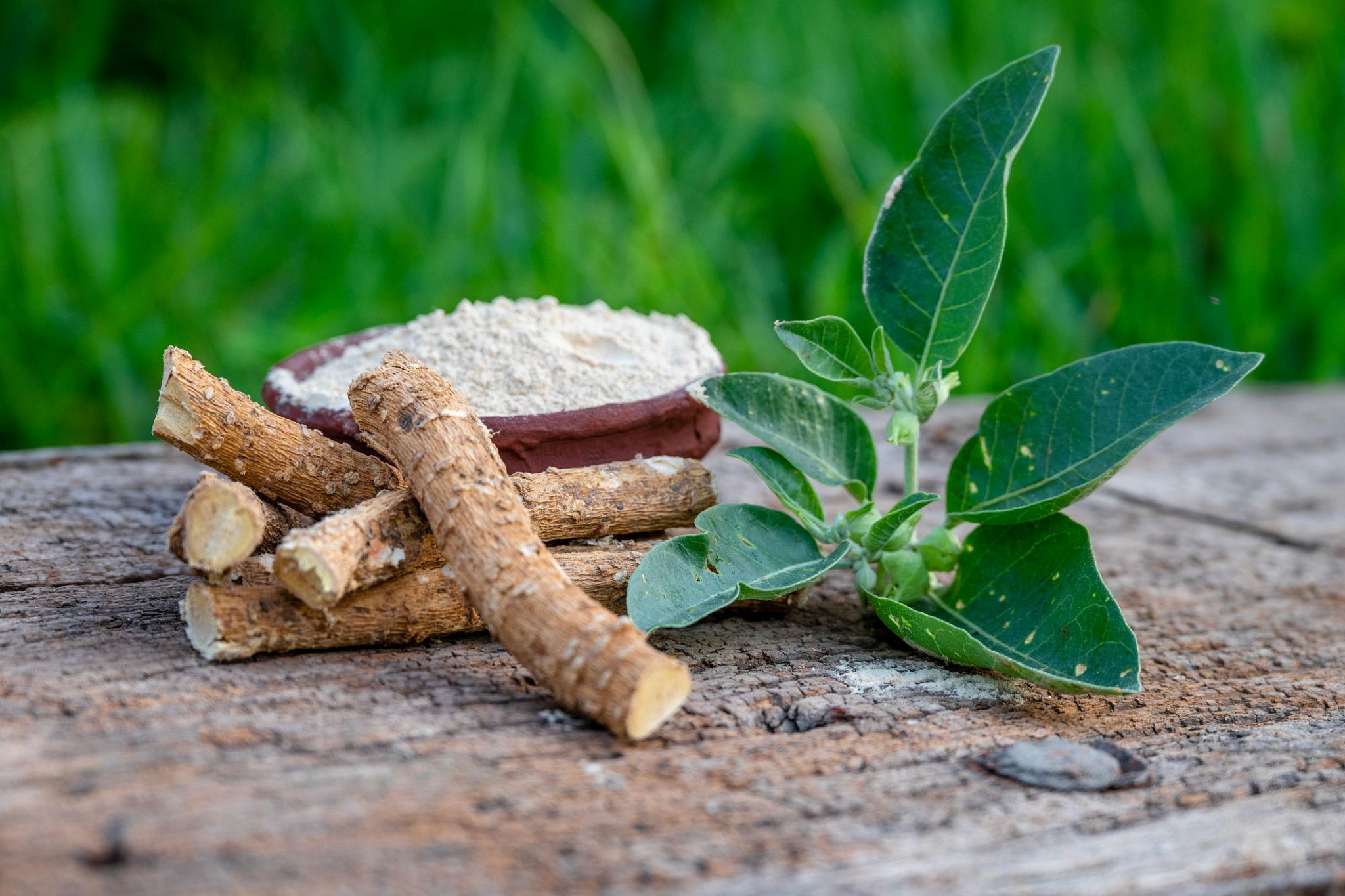Ashwagandha y sus beneficios para regular el cortisol.