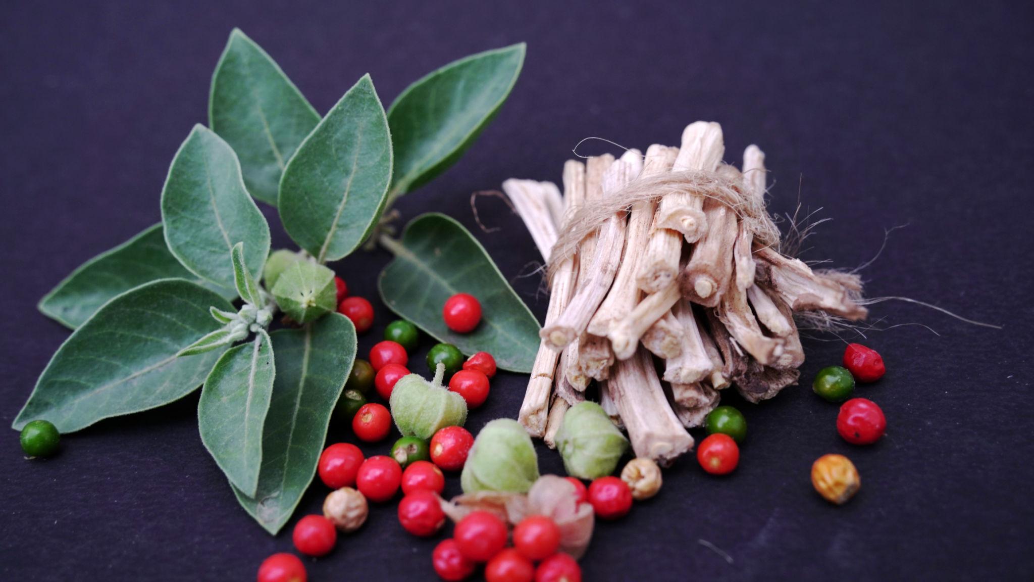 Ashwagandha india y sus beneficios para el estrés