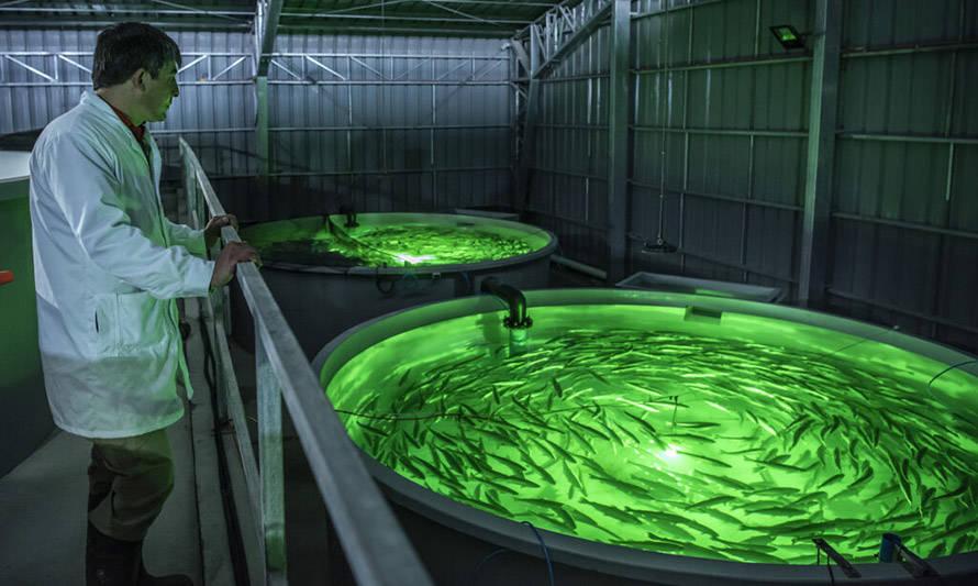 La bioseguridad en la crianza de salmones es primordial.