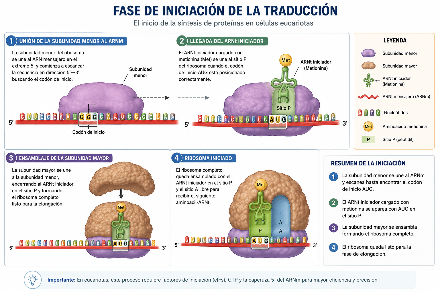 Infografía que detalla la fase de iniciación. Se observa la subunidad menor escaneando el ARNm, el acoplamiento del ARNt cargado con metionina sobre el codón AUG y el ensamblaje final de la subunidad mayor del ribosoma.