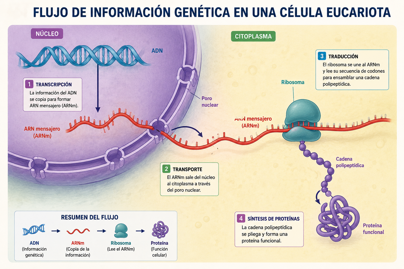 Diagrama del flujo de información genética dentro de una célula eucariota. Se observa el ADN dentro del núcleo, la formación del ARN mensajero saliendo por un poro nuclear hacia el citoplasma, y su llegada al ribosoma para dar inicio a la síntesis de proteínas.