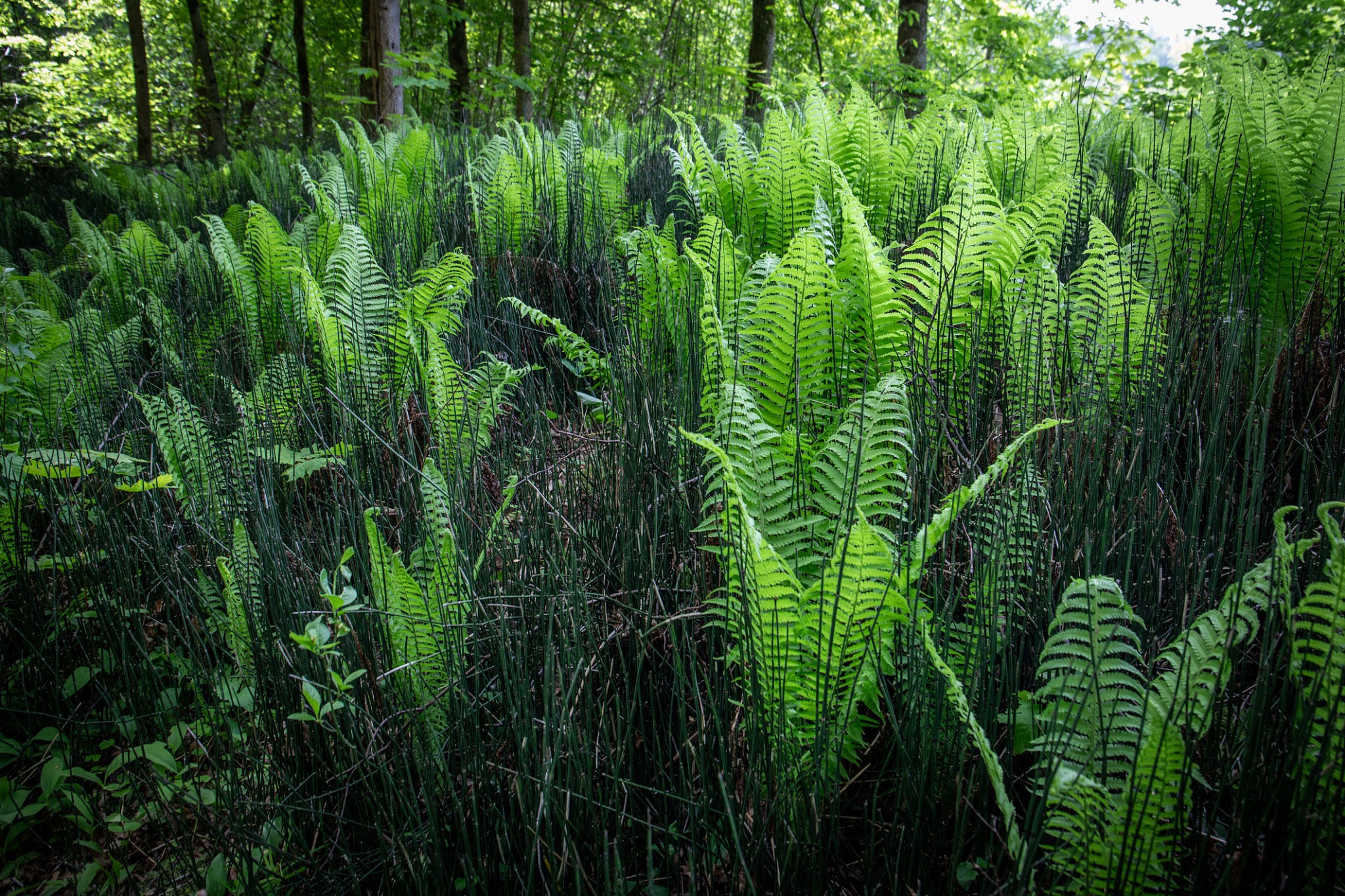 Helechos en el sotobosque (Pteridofitas).