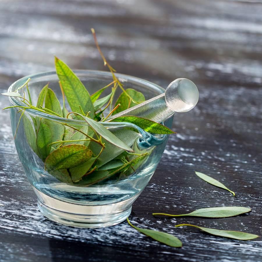 Hojas de Eucalipto y sus beneficios antiinflamatorios para el organismo.