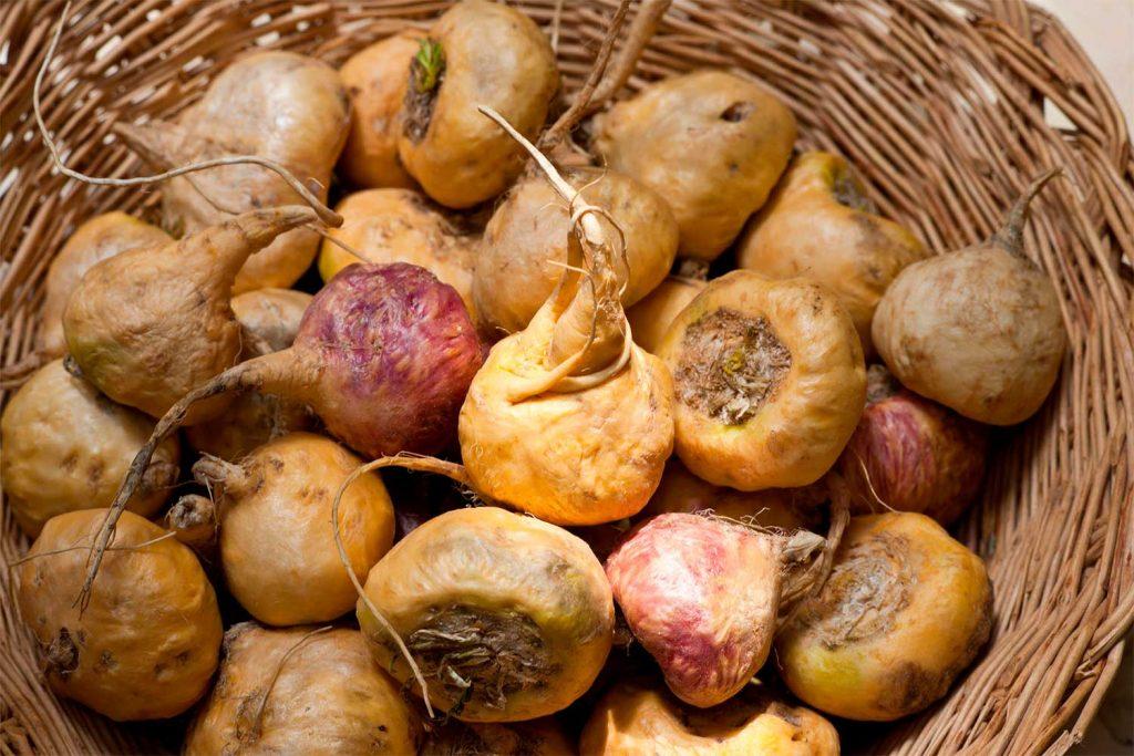 Maca peruana