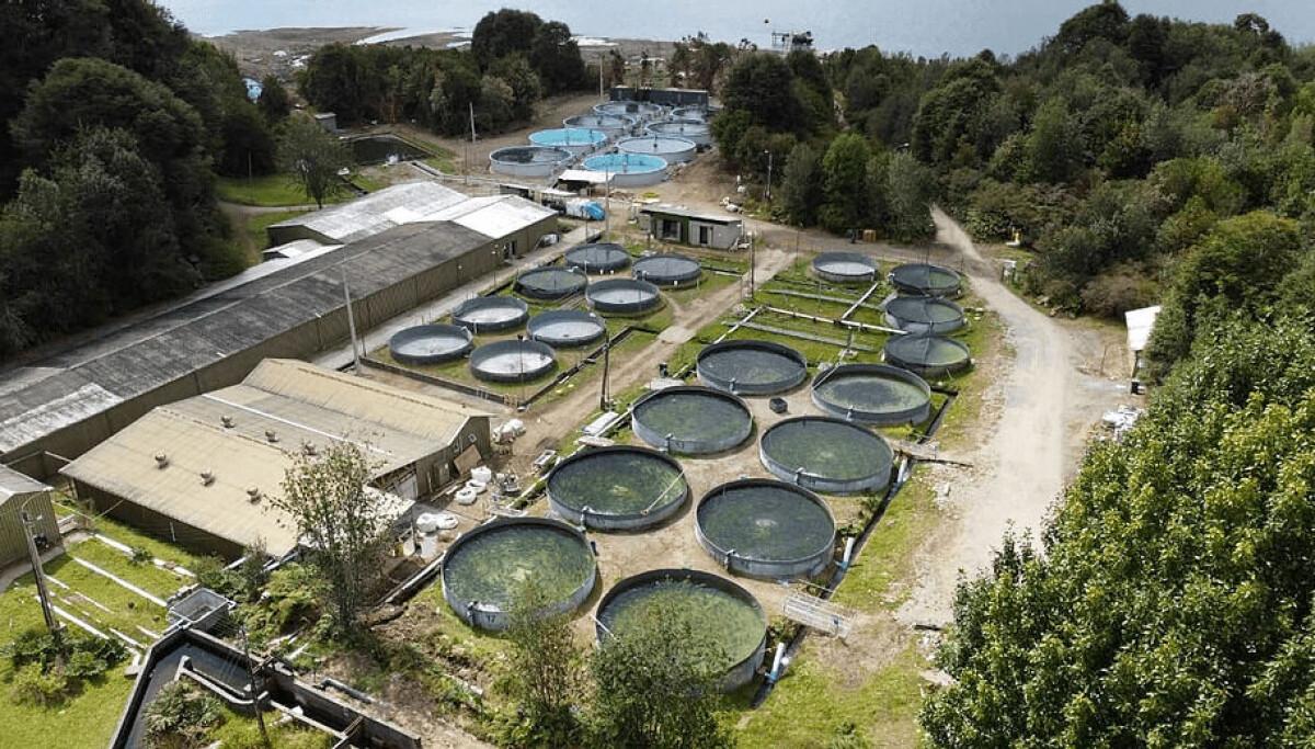 Piletas para crianza de salmones