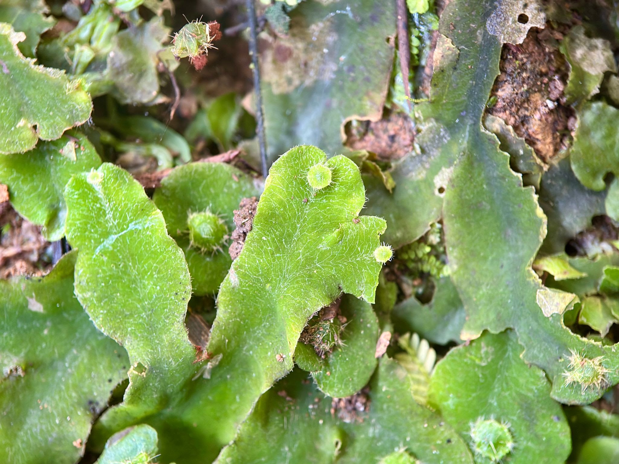 Estructura detallada de una planta hepática.